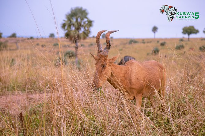 3 Days Wild Tour Queen Elizabeth National Park Safari Uganda - What I’d watch for: lions, leopards, and the reality of wildlife timing