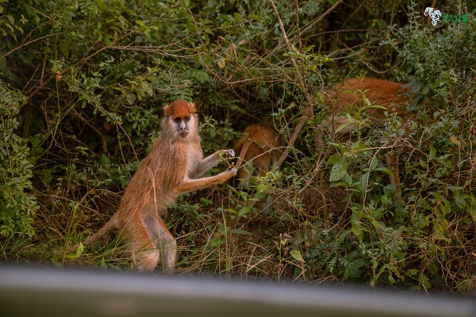 3 Days Wild Tour Queen Elizabeth National Park Safari Uganda - Lodging and meals: where you recharge between sightings