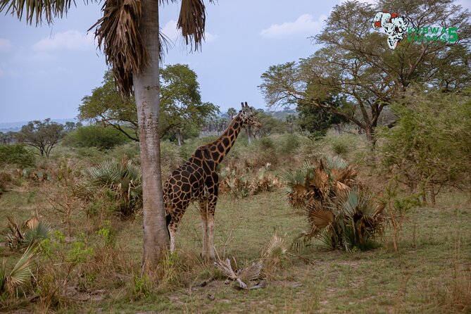 3 Days Wild Tour Queen Elizabeth National Park Safari Uganda - Day 1 in Kampala: markets, Rolex, and a swamp start