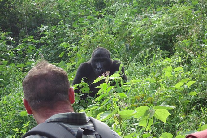 4-Day Gorilla & Chimpanzee Trekking Luxury Fly-in Tour in Uganda - Day 1: Entebbe Connections and Chimpanzees in Kibale