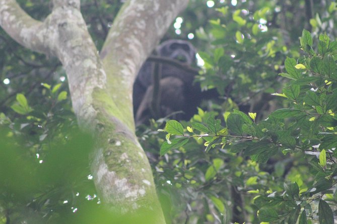 4 Day Gorilla Trekking & Golden Monkeys - Two Parks, Two Species: Bwindi and Mgahinga in Four Days