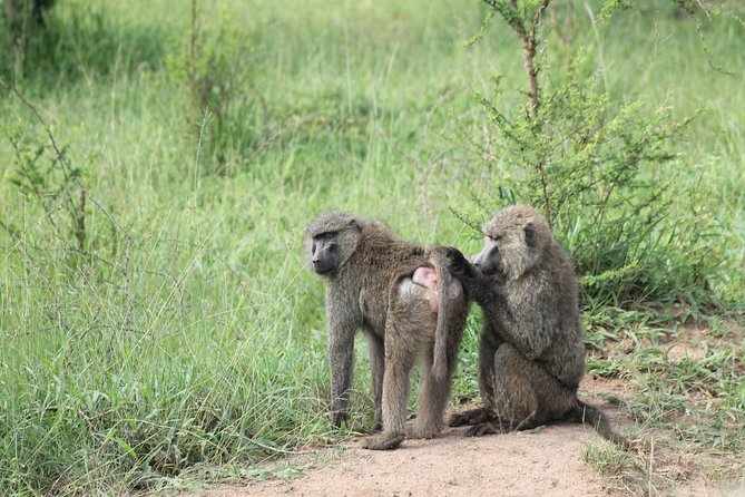 4 Day Gorilla Trekking & Golden Monkeys - Day 2: Gorilla trekking at Bwindi, the 7:00 am briefing that sets you up