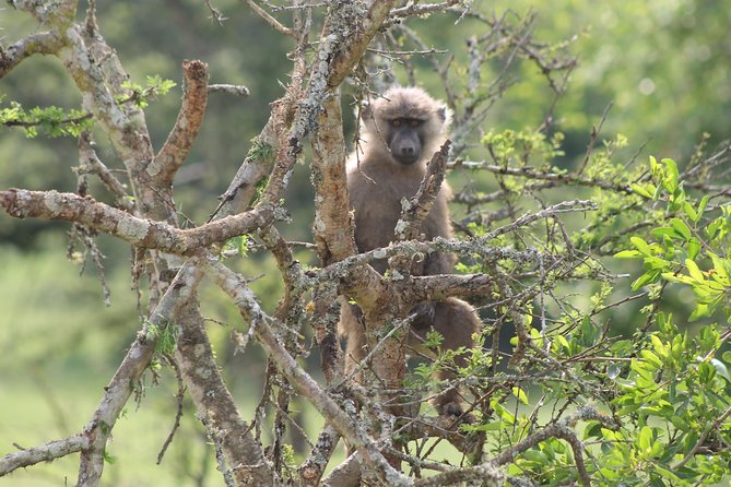 4 Day Gorilla Trekking & Golden Monkeys - Day 4: Back to Entebbe with an equator stop for the in-between moments