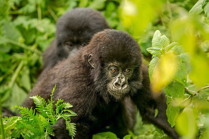 4 Day Gorilla Trekking & Golden Monkeys - What to pack and how to handle the reality of forest treks