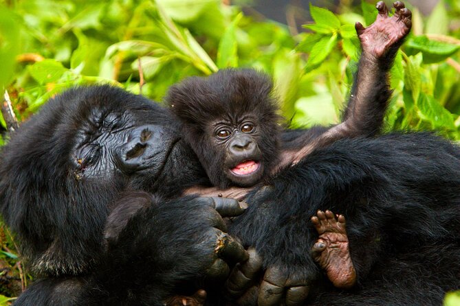 4 Day Gorilla Trekking & Golden Monkeys - Price and logistics: what $2,500 gets you (and why it can be fair)