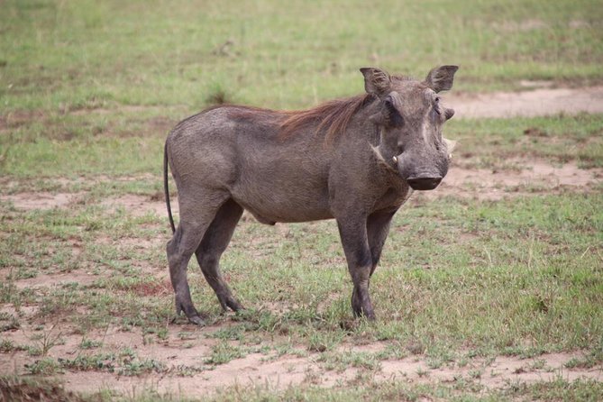 4-Day Gorillas, Wildlife and Chimpanzee Trek at Kalinzu Forest - Key Highlights You’ll Feel From Day One