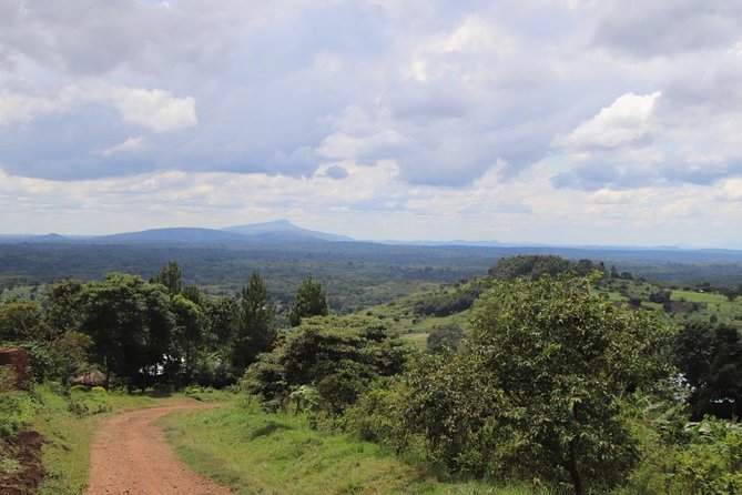 4-Day Gorillas, Wildlife and Chimpanzee Trek at Kalinzu Forest - Kalinzu chimp trekking in the Central Forest Reserve: where patience pays off