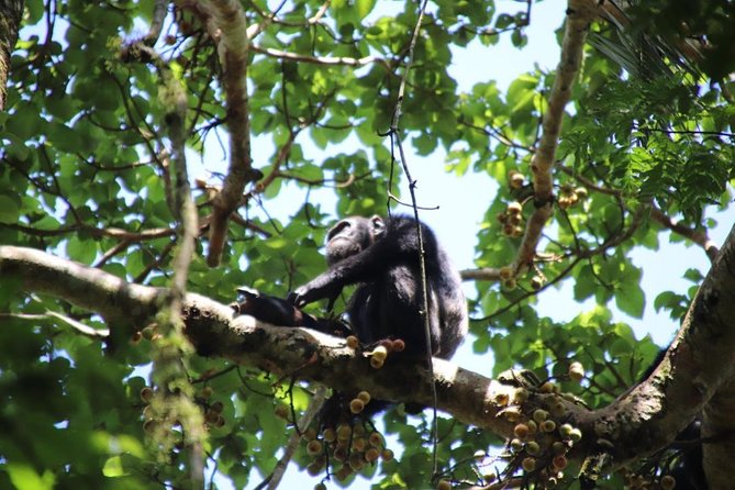 4-Day Gorillas, Wildlife and Chimpanzee Trek at Kalinzu Forest - Guides, humor, and small-group pacing: why it feels less like a factory tour