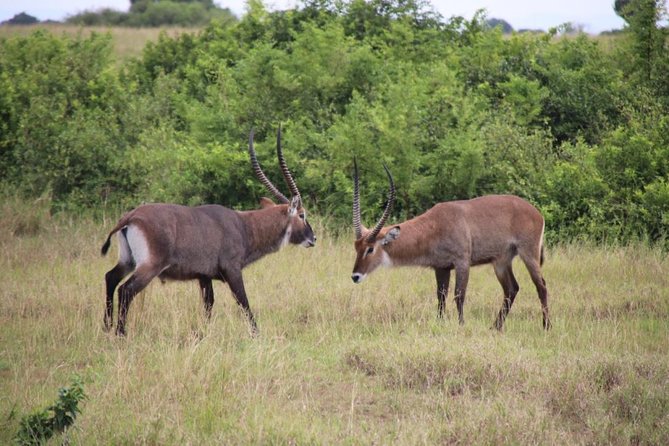 4-Day Gorillas, Wildlife and Chimpanzee Trek at Kalinzu Forest - Who this 4-day Uganda trek fits best