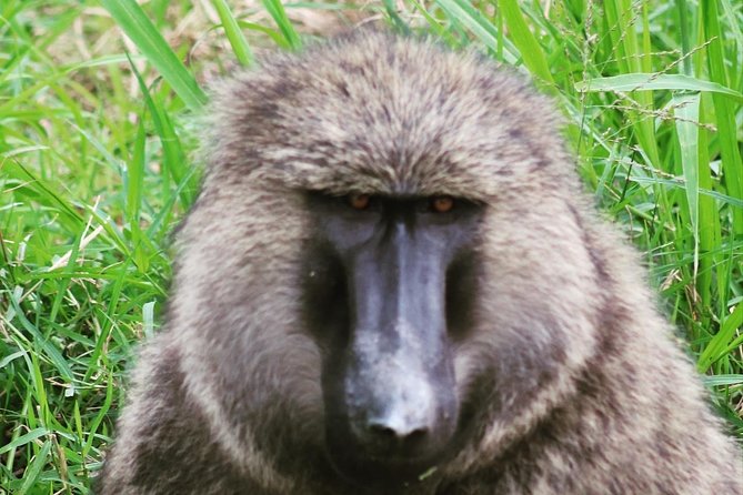 4 Day Gorillas, Wildlife and Chimpanzee Trek at Kibale - Day 1: Entebbe or Kampala to Kibale National Park, then a relaxed start
