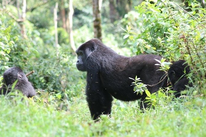 4 Day Gorillas, Wildlife and Chimpanzee Trek at Kibale - Fort Portal crater lakes transfer: a scenic stretch that breaks up the driving