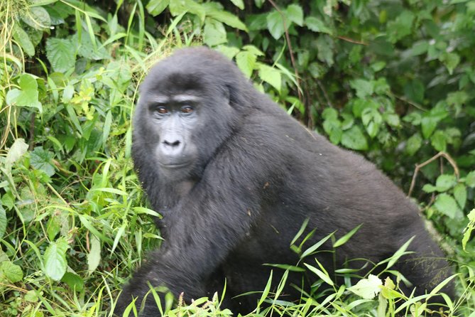 4 Day Gorillas, Wildlife and Chimpanzee Trek at Kibale - Queen Elizabeth Kasenyi plains game drive: realistic Big Five odds without the hype