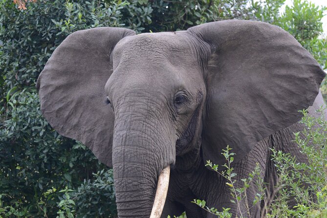 4-Day QENP, Gorillas in Bwindi and Lake Bunyonyi relaxation - Where Ishasha tree-climbing lions can fit in