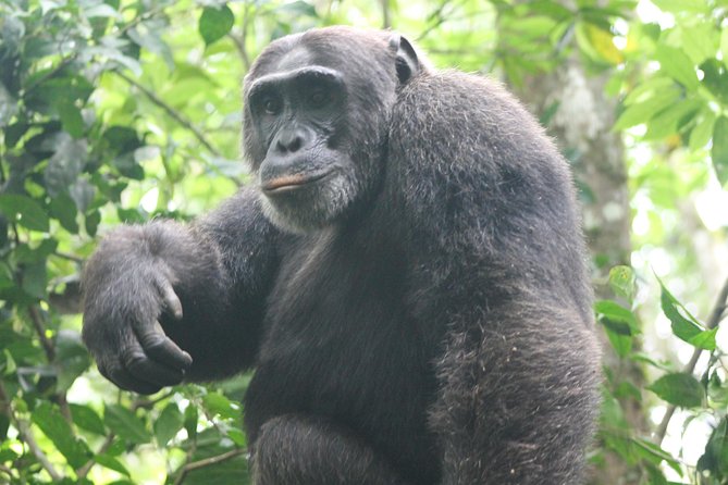 4-Day Uganda Gorilla Trekking and Wildlife Safari - How this 4-day Uganda route fits together