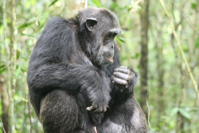 4-Day Uganda Gorilla Trekking and Wildlife Safari - Day 2: Kasenyi Tracks wildlife, the Ishasha road, and arriving for Bwindi