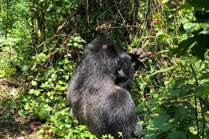 4 Day Uganda Gorilla Trekking Safari with Lake Bunyonyi - Key things to know before you go