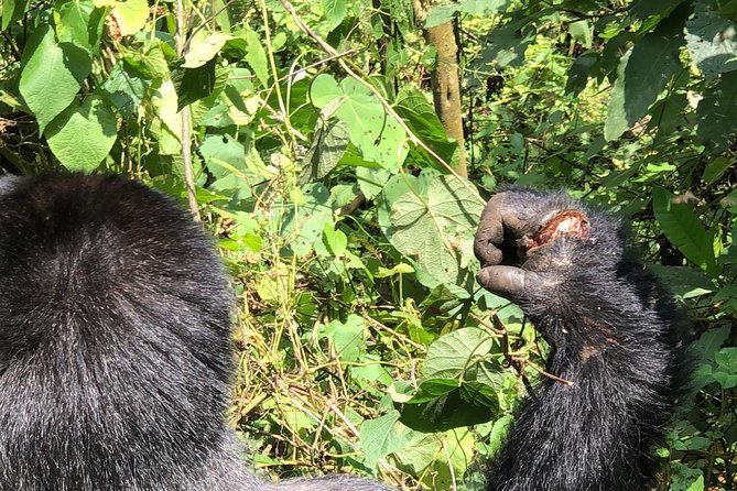 4 Day Uganda Gorilla Trekking Safari with Lake Bunyonyi - Entering Bwindi: where the safari starts to feel real
