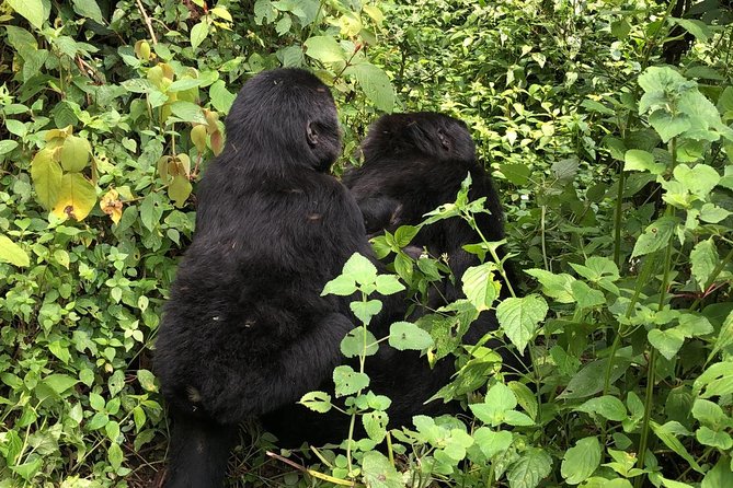 4 Day Uganda Gorilla Trekking Safari with Lake Bunyonyi - Lake Bunyonyi to Entebbe, with a route stop in Kigali