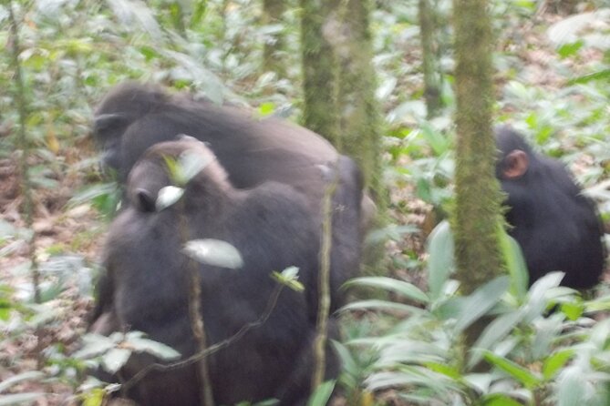 4 Days Gorilla and Chimps trek safari - Price and value: what $2,470 buys you