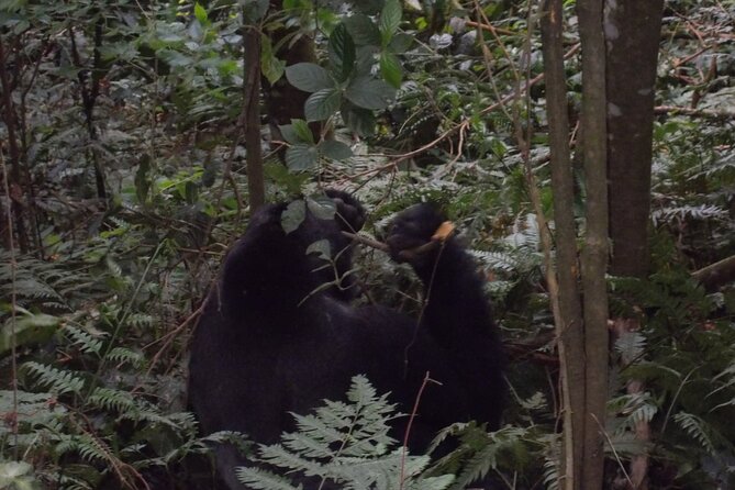4 Days Gorilla and Chimps trek safari - Lake Bunyonyi break: cooler air and a mental breather