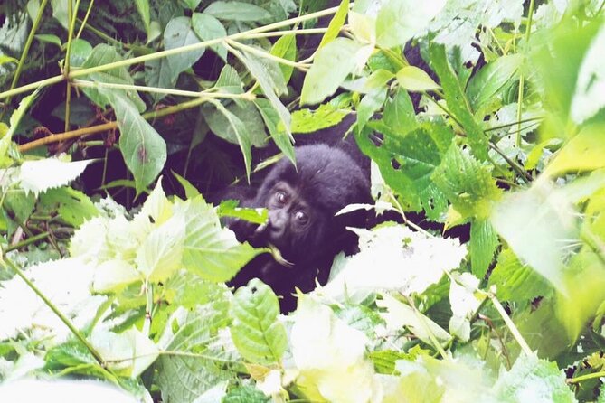 4 Days Gorilla and Chimps trek safari - Kampala to Bwindi: the long westward day that sets the tone