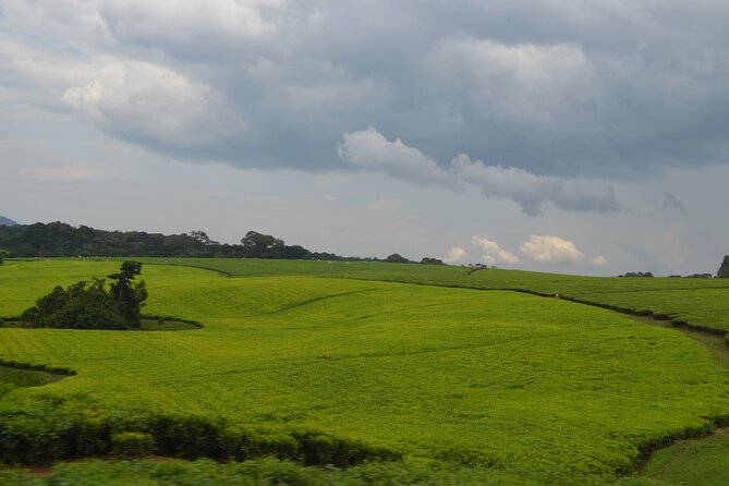 4 Days Gorilla tracking Tour in Uganda - Lake Bunyonyi Transfer: Slow Views After Forest Effort