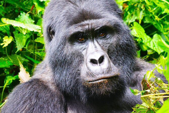 4 Days Gorilla tracking Tour in Uganda - Kyabahinga Hill on Day 4: A Scenic Finale Before Kigali