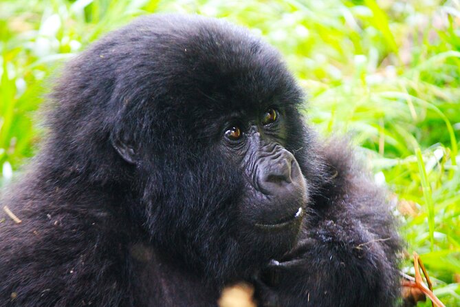 4 Days Gorilla tracking Tour in Uganda - Where the Value Really Shows: Permits, 4x4 Comfort, and Local Links