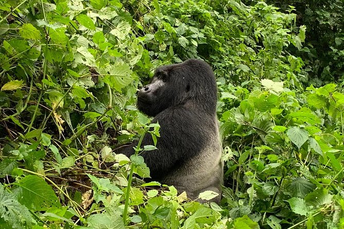 5 Day Gorillas, Wildlife and Kalinzu Forest Chimp Trek - Getting From Entebbe to Bwindi: Long Drive, Real Breaks, and Why Day 1 Matters
