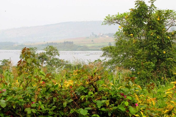 5 Day Gorillas, Wildlife and Kalinzu Forest Chimp Trek - Price and Logistics: What You Pay For, What You Save, and How Value Shows Up