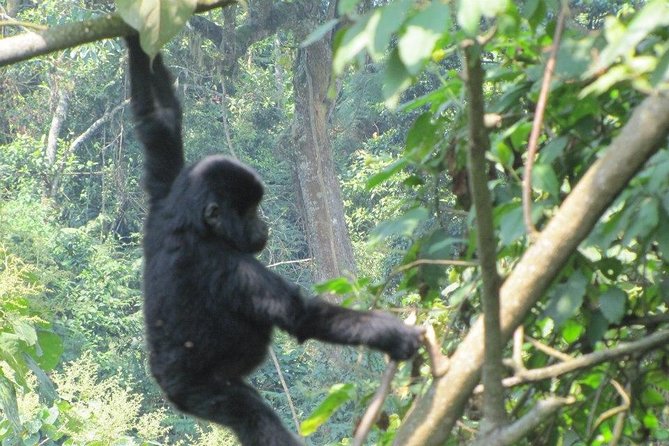 5 Day Gorillas, Wildlife and Kalinzu Forest Chimp Trek - Guides, Communication, and Real-World Trip Style