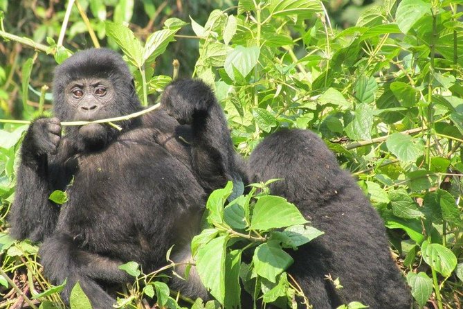 5 Day Gorillas, Wildlife and Kalinzu Forest Chimp Trek - Who Should Book This Safari, and Who Should Rethink It