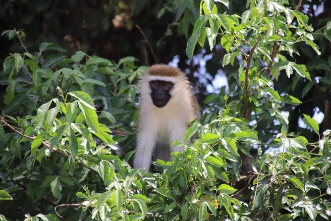 5 Day Gorillas, Wildlife and Kalinzu Forest Chimp Trek - Day 2 Gorilla Trek in Bwindi: The Briefing, the Family Assignment, and the Trek Rhythm