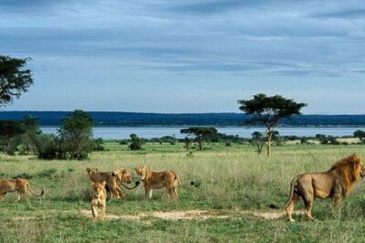 5-Day Murchison Falls, Budongo Chimps, Wildlife Big 5 Safari
