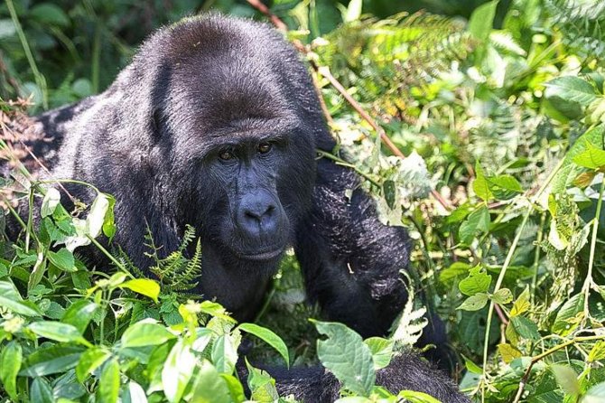 5-Day Pearl of Africa Chimps and Gorilla Trekking Safari - Key Highlights You Will Feel Fast