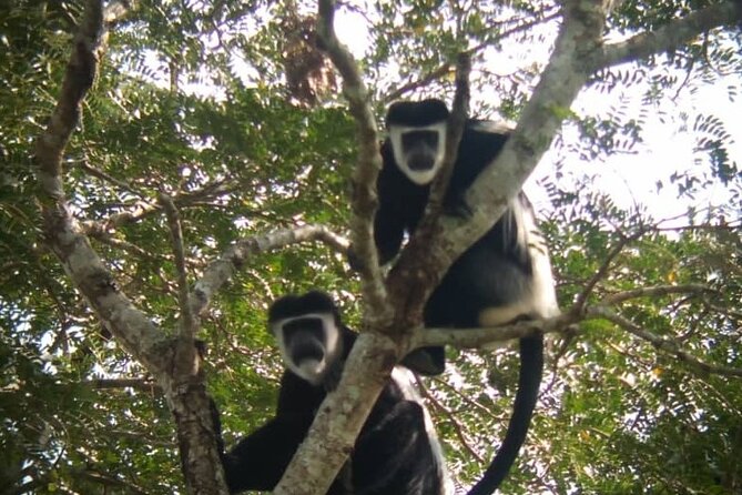 5 days best wildlife experience in Uganda - Entering Kibale and Queen Elizabeth from Kampala, without losing a day