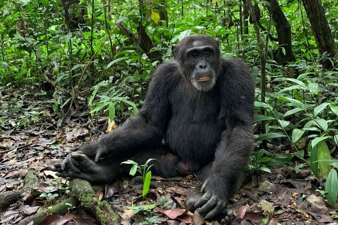 5 days best wildlife experience in Uganda - Day 2: Kibale chimpanzee trekking plus Bigodi Wetlands birding