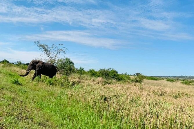 5 days best wildlife experience in Uganda - What chimp trekking in Kibale feels like in practice