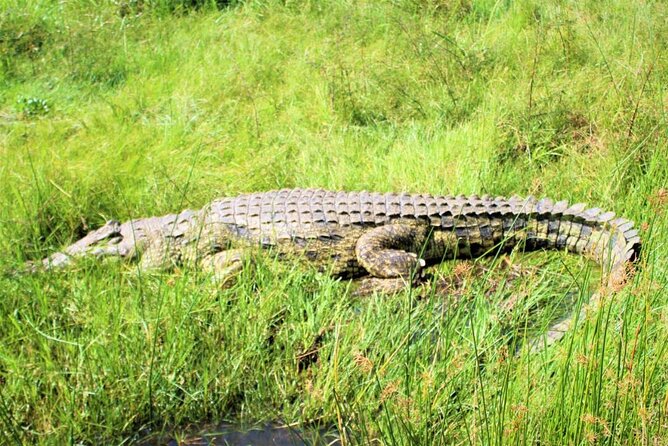 5 days best wildlife experience in Uganda - Day 4: Kasenyi game drive for big mammals, then Kazinga Channel up close