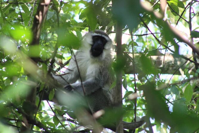 5 days best wildlife experience in Uganda - Day 5 return to Kampala with the Green Equator stop