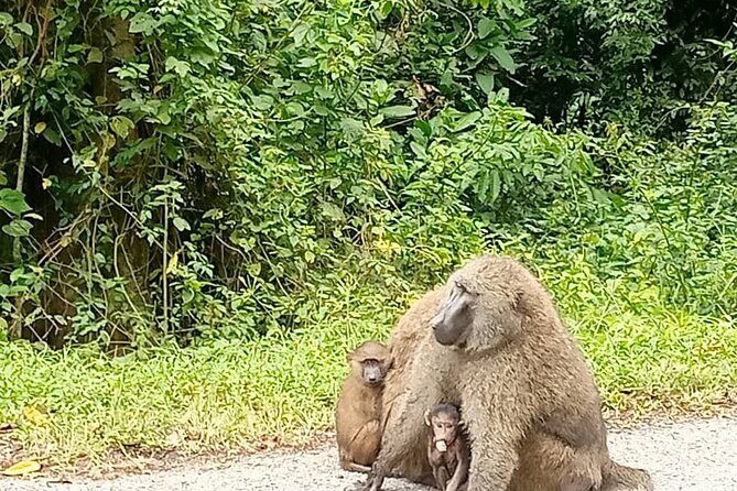 5 days best wildlife experience in Uganda - Day 1 in Fort Portal country: Amabere Caves, waterfall, and Lake Kigere views