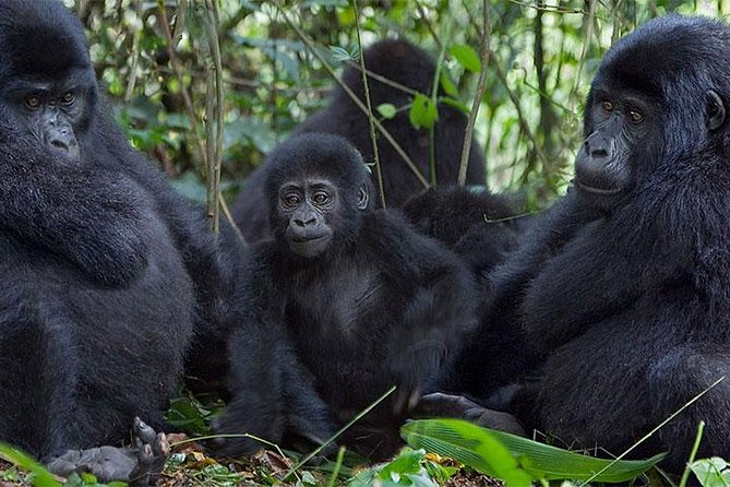 5 Days Bwindi gorilla trekking and Queen Elizabeth safari - Kampala start, then straight into Uganda wildlife mode