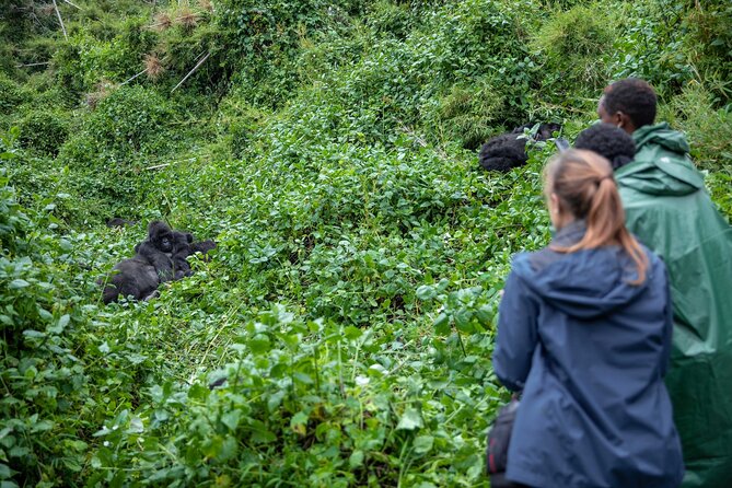 5 Days Gorilla and Chimpanzee Trekking in Uganda - Key things to know before you go