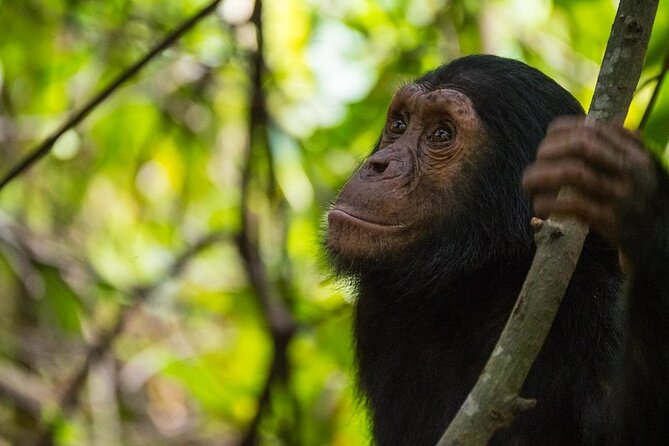 5 Days Gorilla and Chimpanzee Trekking in Uganda - Bwindi transfer and lodge check-in, setting yourself up for gorilla trek day