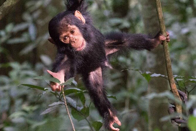 5 Days Gorilla and Chimpanzee Trekking in Uganda - Lake Bunyonyi canoe time and island views, the perfect landing after primate days