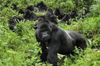 5 Days Gorilla and Chimpanzee Trekking in Uganda