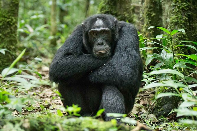 5 Days Gorilla and Chimpanzee Trekking in Uganda - What you’re really paying for at about $2,350 per person
