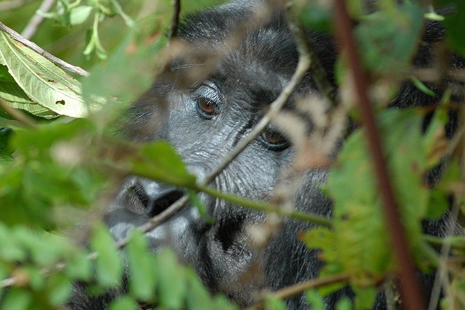 5 Days Gorilla Safari Uganda - Gorilla tracking in Bwindi, plus Lake Mutanda by canoe