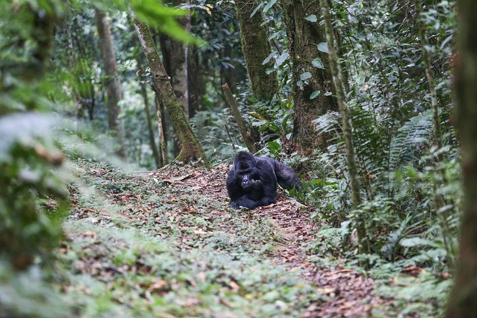 5 Days Gorilla Safari Uganda - Bwindi briefing, timing, and your gorilla tracking day