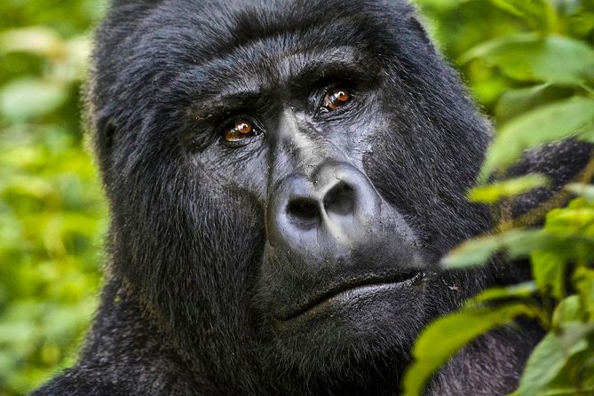 5 days gorilla & Wildlife safari in Uganda - Day 2: Bwindi gorilla trekking, then Lake Bunyonyi to reset your legs